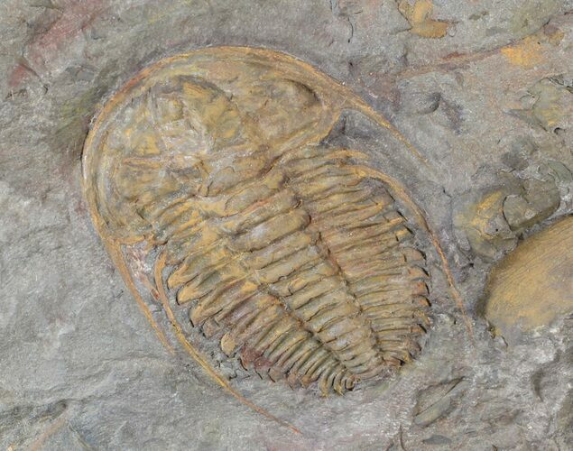 Hamatolenus vincenti Trilobite - Tinjdad, Morocco #63108